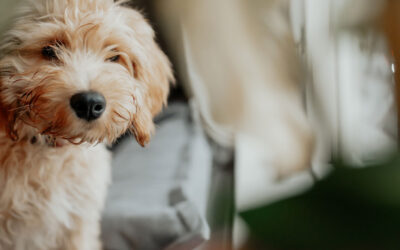 Why Your Dog is the Ultimate Secret Weapon for Your Personal Brand Photos