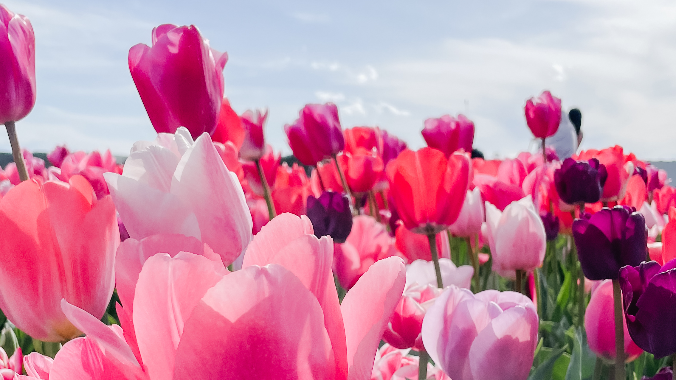 tulip_fields_pau_granillo
